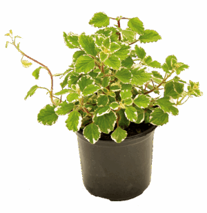 Plectranthus Madagascariensis