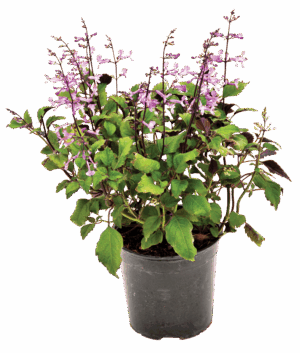 Plectranthus 'Magic Mona'