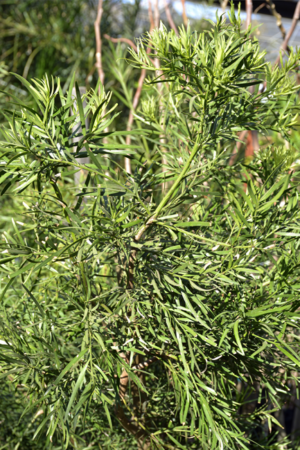 Podocarpus Falcactus