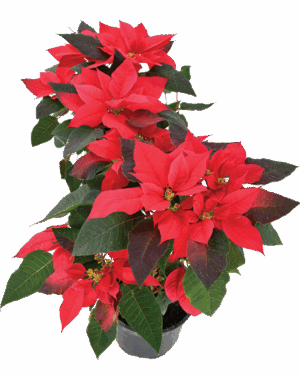 Poinsettia 14cm