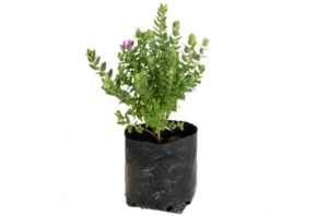 Polygala fruticosa