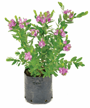Polygala Myrtifolia