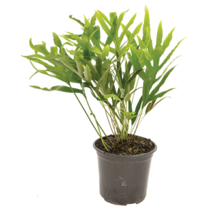 Polypodium Ensiforme