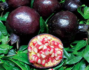 Pomegranate 'Eight Ball'