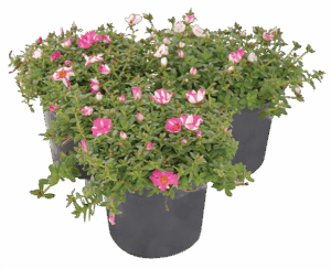 Portulaca oleracea