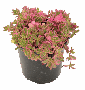 Portulaca 'Rainbow'