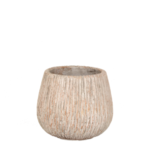 Pot Coconut