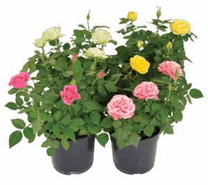 Pot Roses