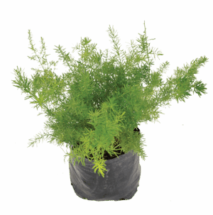 Protasparagus densiflorus 'Sprengeri'