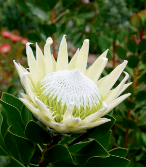 Protea 'King White'