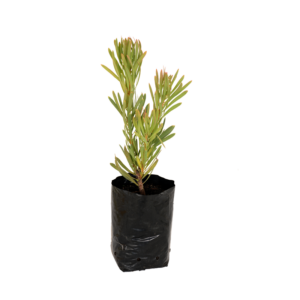 Protea 'Venus'