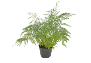 Toothed Brake Fern