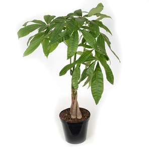 Pachira Aquatica Braided