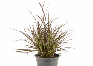 Pennisetum 'Rubrum'