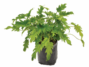 Philodendron 'Xanadu'