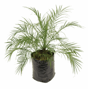 Phoenix Roebelenii