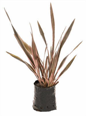Phormium 'Pink Stripe'