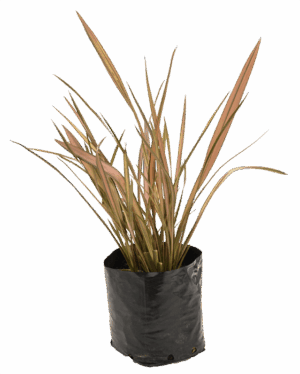 Phormium 'Flamingo'