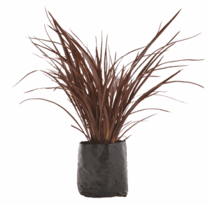 Phormium tenax 'Rubrum'