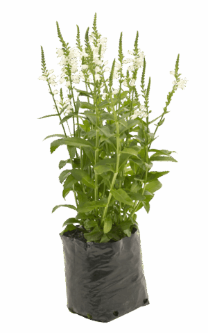 Physostegia 'Crystal Peak White'