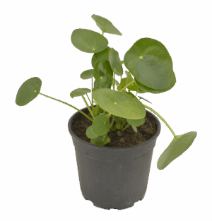Pilea Peperomiodes