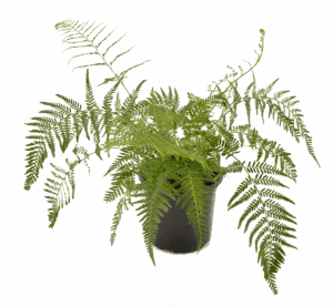 Pityrogramma Calomelanos
