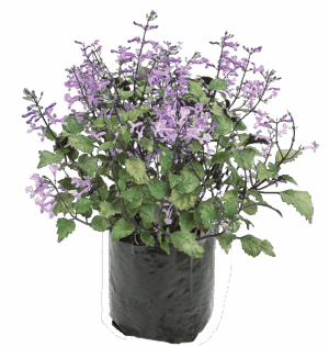 Plectranthus 'Mona Lavender'
