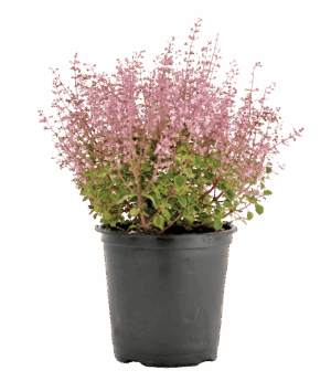 Plectranthus chimanimaniensis