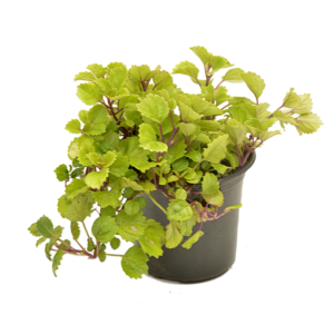 Plectranthus Nummularis