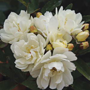 Rose 'Purezza'