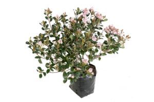 Raphiolepis 'Kruschenia'