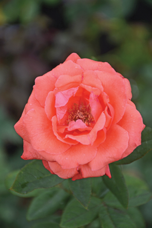 Rose 'Arabian Nights'