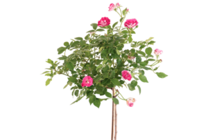 Rose 'Burgundy Iceberg'