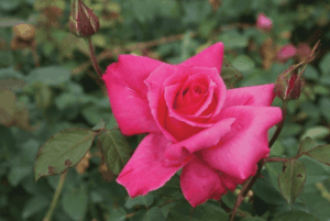 Rose 'Electron'