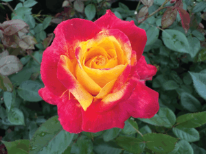 Rose 'Garden Flame'