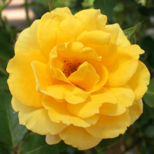 Rose 'Gold Bunny'