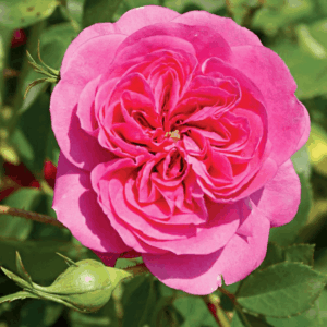 Rose 'Granny's Delight'