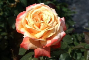 Rose 'Germania Africana'