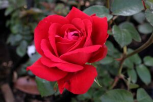 Rose 'Ingrid Bergman'