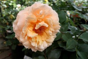 Rose 'Just Joey'
