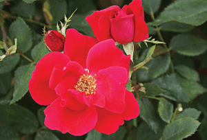 Rose 'Knock Out'