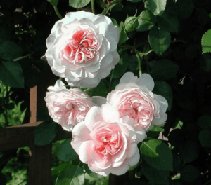 Rose 'My Granny'