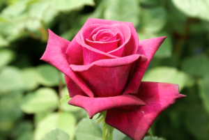 Rose 'Majestic Burgundy'
