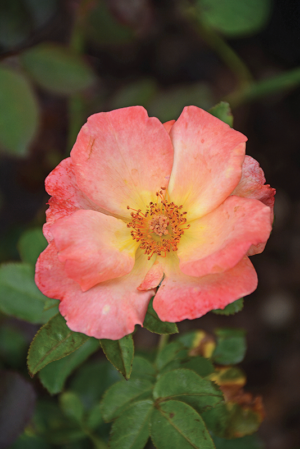 Rose 'Playboy'