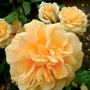 Rose 'Courvoisier'