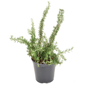 Rosmarinus Prostratus 'Tony'