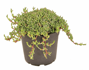 Ruschia lineolata