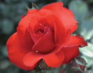Rose 'Satchmo'