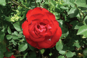 Rose 'Best Red'