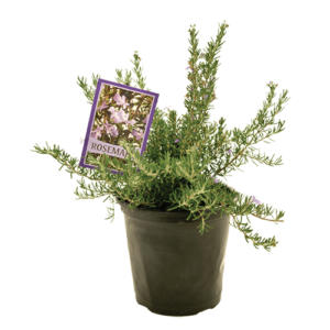 Rosmarinus 'McConnell's Blue' 20CM
